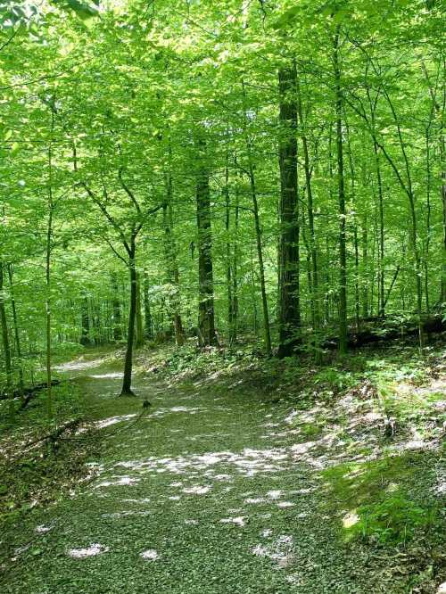 A serene forest path winding through lush green trees and dappled sunlight on the ground.