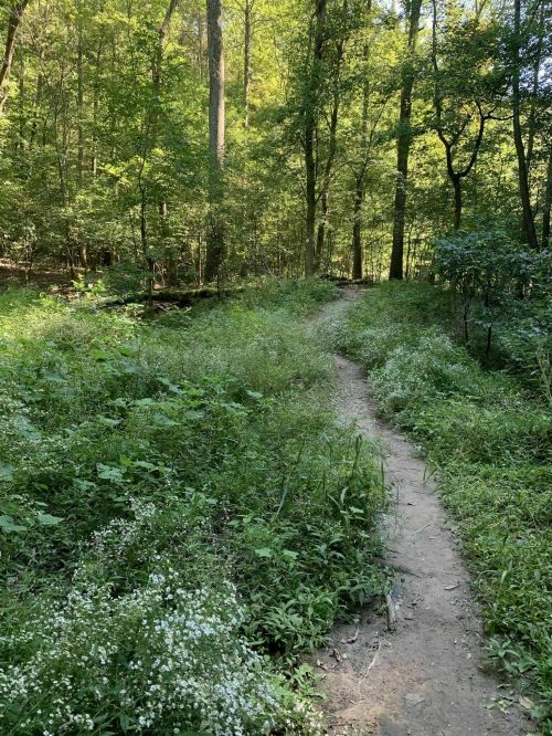 A winding dirt path through a lush green forest with tall trees and wildflowers.