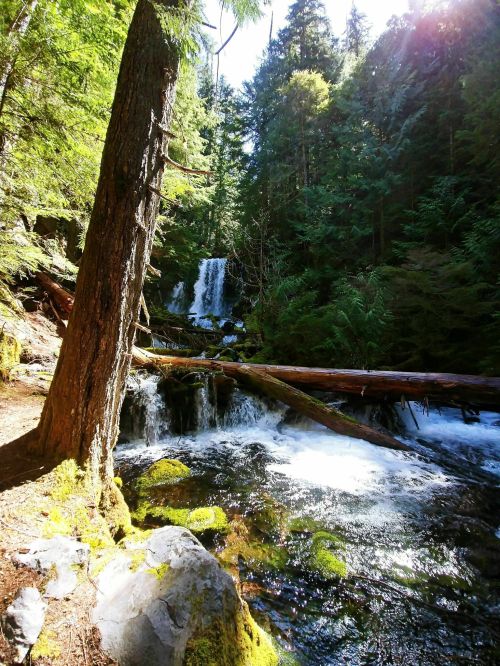 A serene forest scene featuring a waterfall cascading into a stream, surrounded by lush greenery and moss-covered rocks.