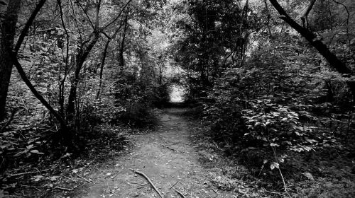 A narrow, winding path through a dense, dark forest with trees and foliage on either side.