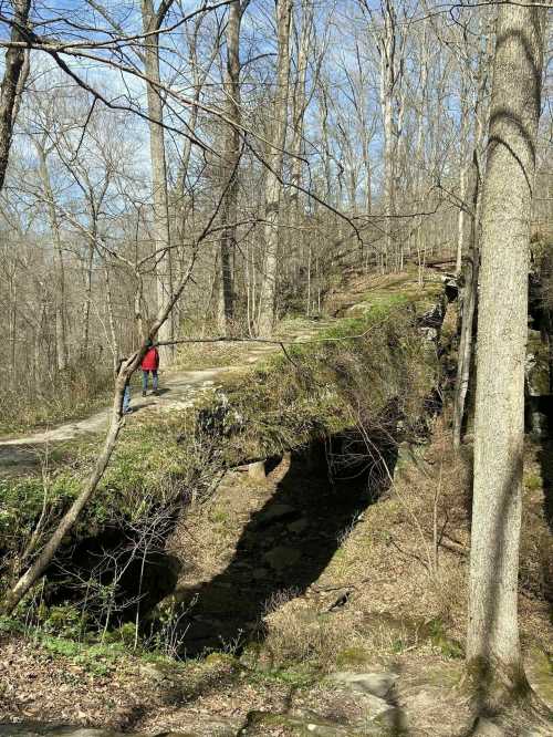 A person in a red jacket walks along a moss-covered path in a wooded area with bare trees.