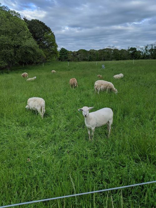 A flock of sheep grazing in a lush green field under a cloudy sky.