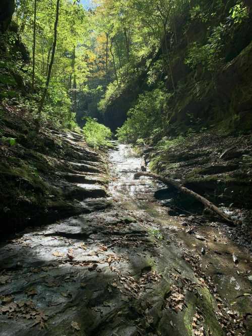 A serene forested canyon with sunlight filtering through trees, illuminating a rocky streambed.