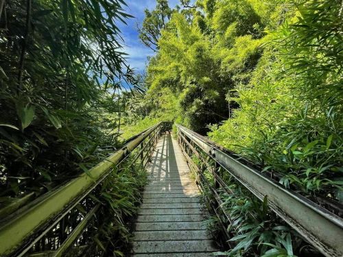 A wooden walkway surrounded by lush green bamboo and trees under a clear blue sky.