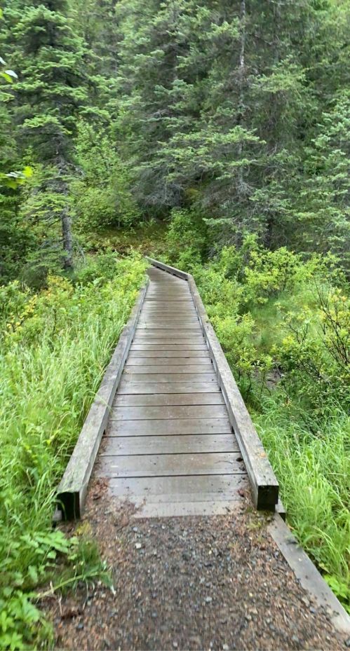 A wooden boardwalk winding through lush green forest, surrounded by trees and vegetation after rain.