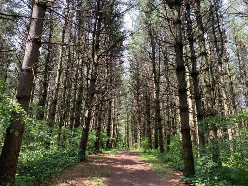A serene forest path lined with tall pine trees, surrounded by lush greenery and dappled sunlight.