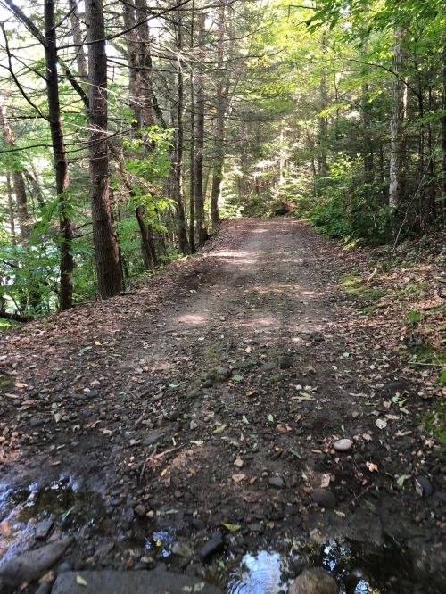 A dirt path winding through a lush green forest, with trees lining both sides and a small stream nearby.
