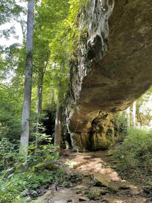 A rocky overhang surrounded by tall trees and lush greenery in a serene forest setting.