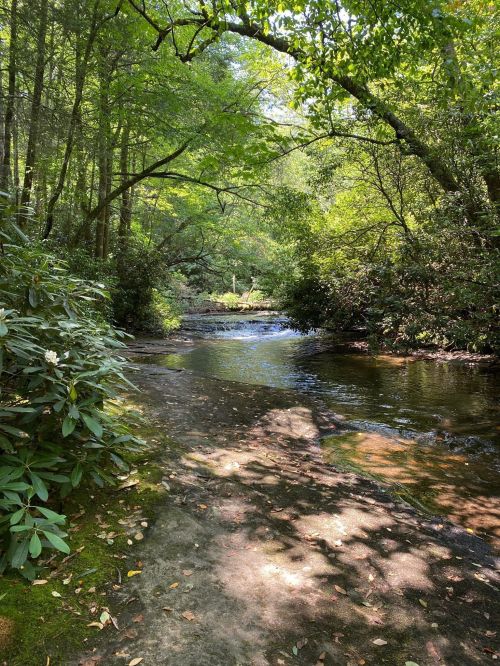 A serene forest scene with a clear stream flowing through lush greenery and dappled sunlight on the path.
