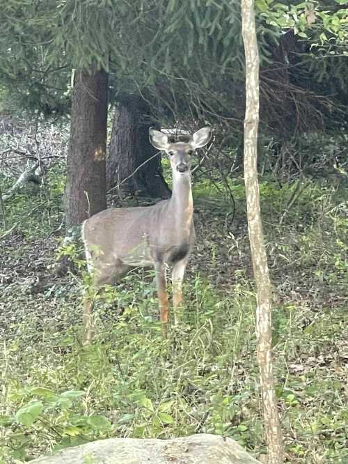 A deer stands among trees and foliage, looking curiously at the camera in a natural forest setting.