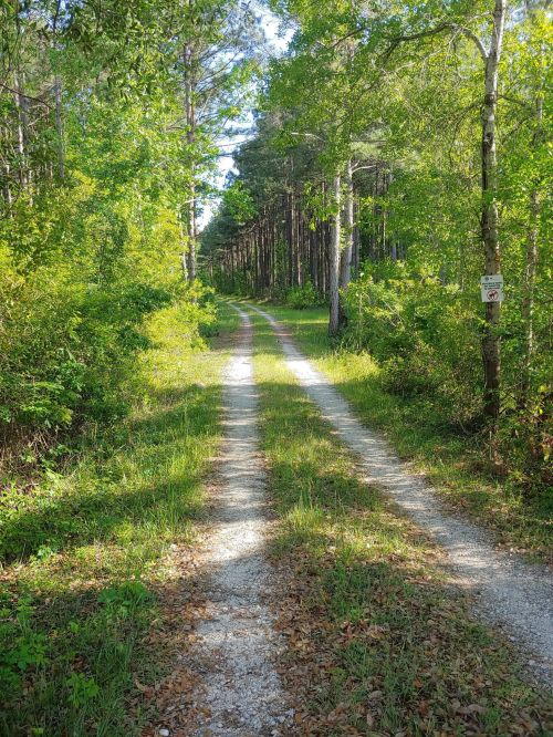 A gravel path winding through a lush green forest, flanked by tall trees and dappled sunlight.