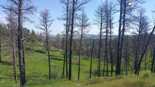 A scenic view of a green hillside with tall, bare trees against a blue sky and distant hills.