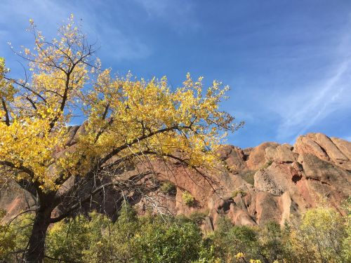 A vibrant yellow tree against a backdrop of rocky cliffs and a clear blue sky.