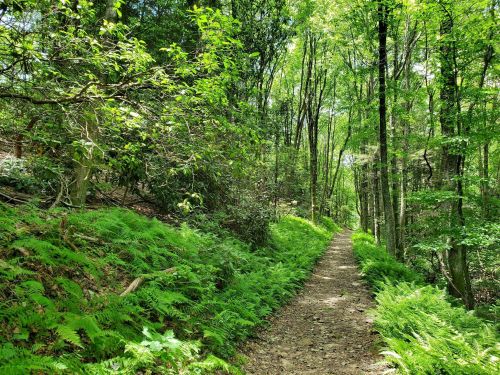 A serene forest trail surrounded by lush green ferns and trees, inviting for a peaceful walk in nature.