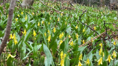 A lush green forest floor covered with vibrant yellow flowers among leafy plants and twigs.