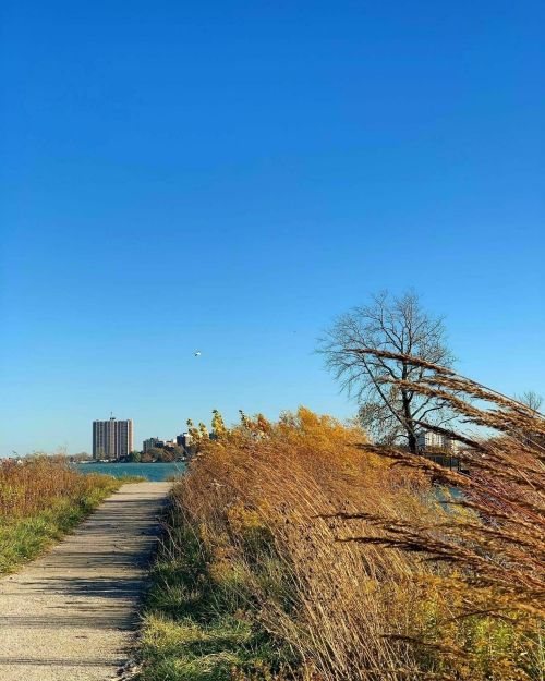 A scenic pathway lined with tall grass leads to a calm body of water under a clear blue sky.
