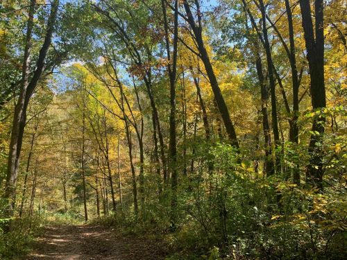 A serene forest path surrounded by trees with vibrant autumn leaves under a clear blue sky.