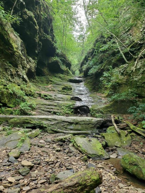 A serene forested canyon with moss-covered rocks and a small stream flowing through the center.
