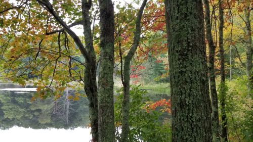 A serene landscape featuring trees with autumn leaves reflecting in a calm lake.
