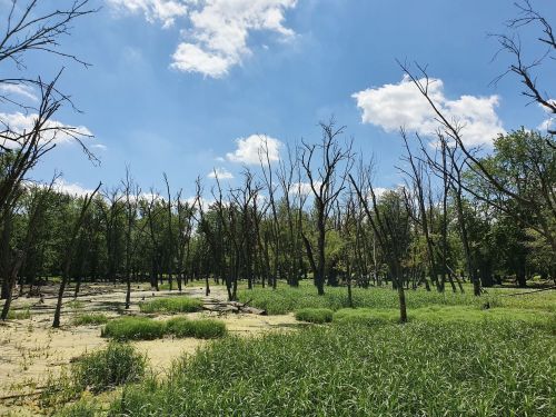 A landscape featuring dead trees amidst green grass and a blue sky with scattered clouds.