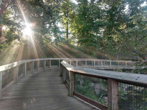 A wooden walkway curves through a lush forest, with sunlight streaming through the trees, creating a serene atmosphere.