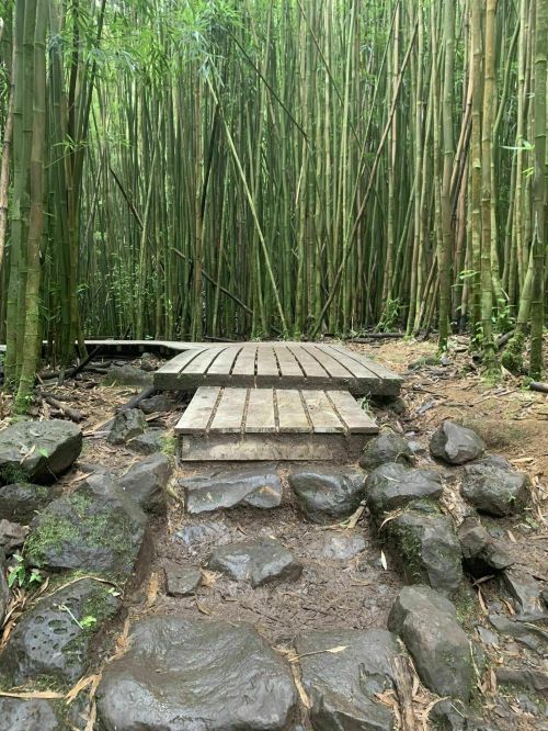 A wooden bridge over rocky ground, surrounded by tall bamboo stalks in a lush forest.