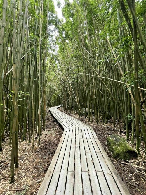 A winding wooden path through a dense bamboo forest, surrounded by tall green bamboo stalks.