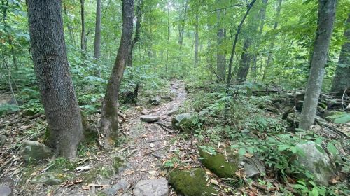 A winding trail through a lush green forest, surrounded by trees and rocky terrain.
