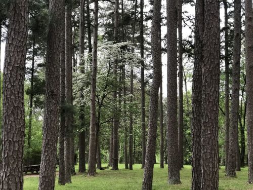 A serene forest scene with tall pine trees and a flowering tree in the center, surrounded by lush green grass.