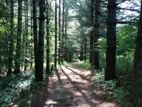 A sunlit forest path winding through tall trees, surrounded by lush greenery and dappled light.