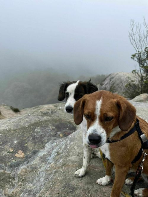 Two dogs stand on a rocky surface, surrounded by fog, with a blurred landscape in the background.