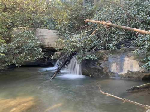 A serene forest scene featuring a small waterfall flowing into a calm stream, surrounded by lush greenery and rocks.