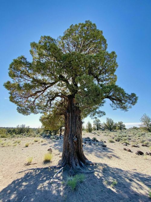 A tall tree with a thick trunk and lush green foliage stands in a sandy landscape under a clear blue sky.