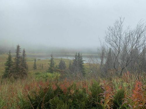 A misty landscape featuring a grassy area, sparse trees, and a small pond partially obscured by fog.