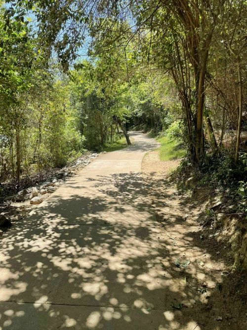 A winding path through a lush, green forest, dappled with sunlight and surrounded by trees.
