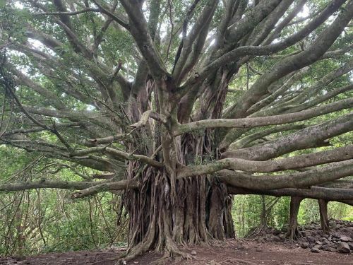 A large, sprawling tree with thick branches and exposed roots, surrounded by lush greenery.