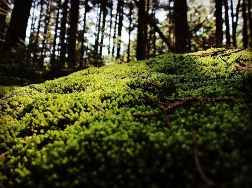 Close-up of vibrant green moss covering the forest floor, illuminated by soft sunlight filtering through trees.