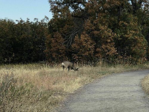 A deer grazes in a grassy area near a path, surrounded by trees with autumn foliage.