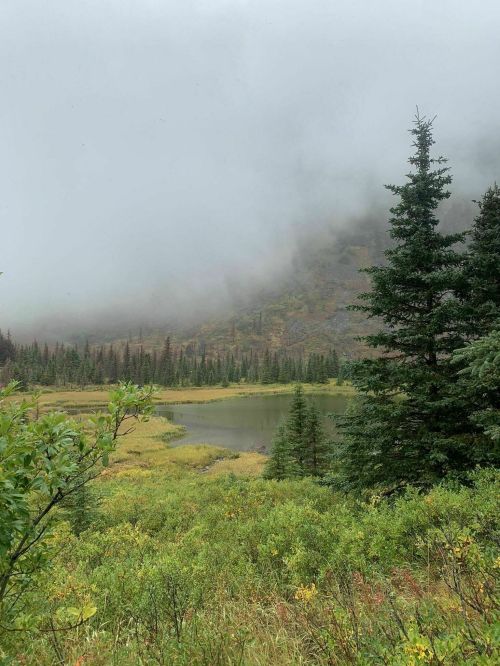 A misty landscape featuring a serene lake surrounded by lush greenery and tall trees under a cloudy sky.