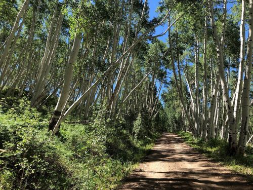 A dirt path winds through a forest of tall, slender trees under a clear blue sky. Lush greenery lines the trail.
