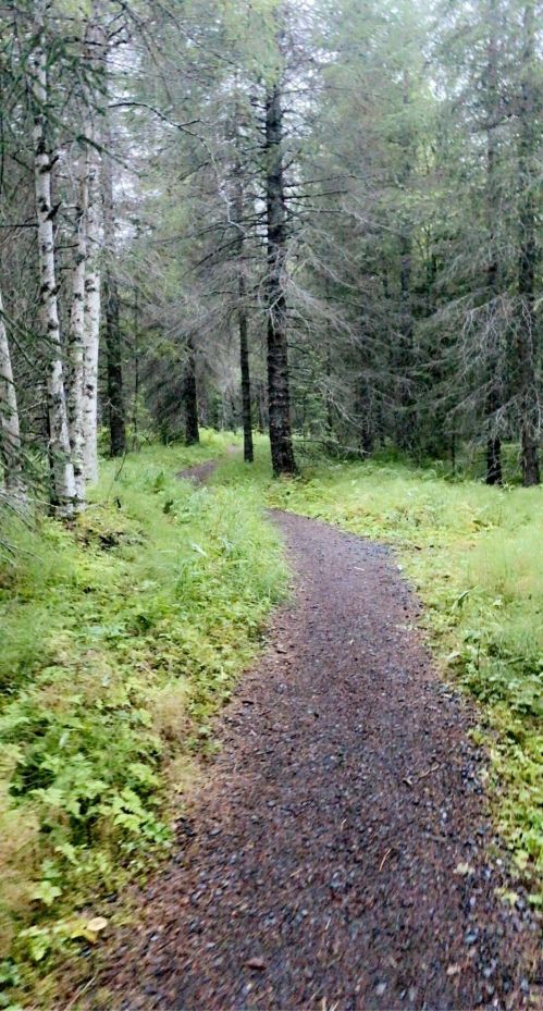 A winding gravel path through a lush green forest with tall trees on either side.