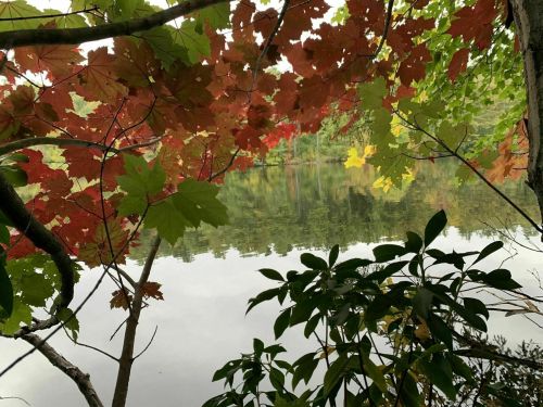 A serene lake framed by colorful autumn leaves reflecting on the water's surface.