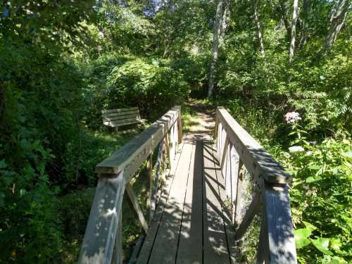 A wooden bridge leads into a lush, green forest with dense foliage and a bench visible in the background.