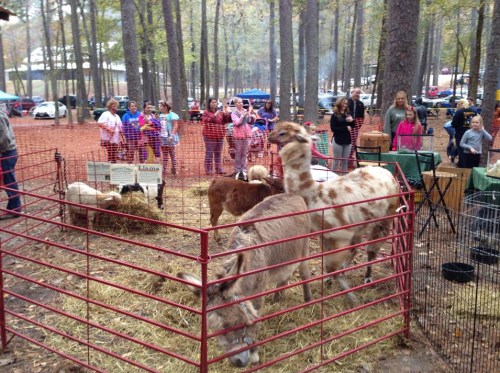 A fenced area with llamas and goats, surrounded by a group of people enjoying a day outdoors in a wooded setting.