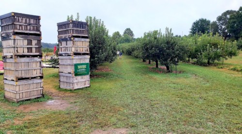 Two stacks of wooden crates beside a grassy path leading through an apple orchard on a cloudy day.