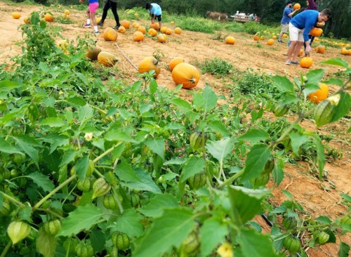 A pumpkin patch with people picking pumpkins in the background, surrounded by green plants and orange pumpkins.