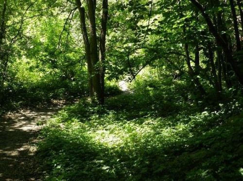 A lush, green forest path surrounded by dense foliage and sunlight filtering through the trees.