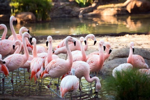A group of pink flamingos standing in shallow water, surrounded by greenery and rocks.