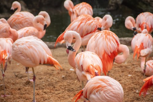 A group of pink flamingos standing on sandy ground near water, showcasing their vibrant feathers.