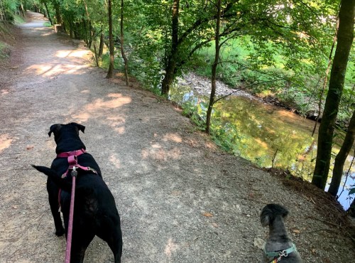 Two dogs on leashes walking along a wooded path beside a stream, surrounded by lush greenery.